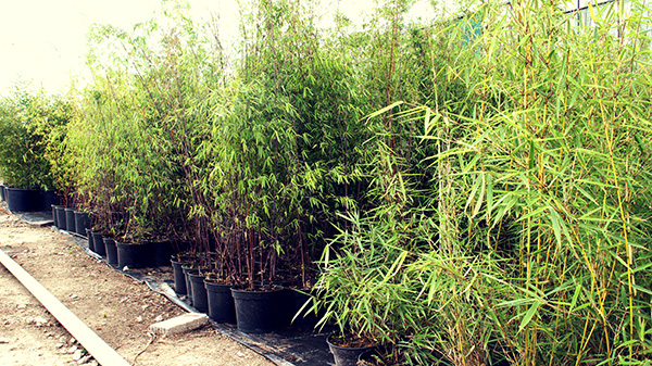 Bamboe kopen of huren in de regio Veldhoven