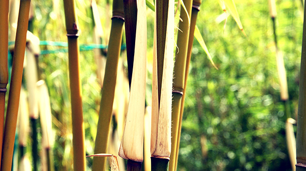 Bamboe kopen of huren in de regio Veldhoven