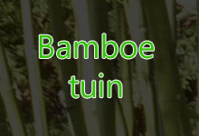 Bamboe tuin